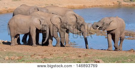 Elephant friends drinking at a waterhole in Africa