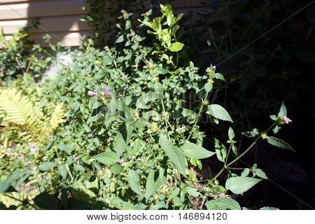 Black horehound (Ballota nigra) blooms in Harbor Springs, Michigan during August.