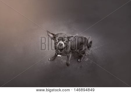Funny puppy Chihuahua poses on a gray background