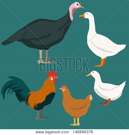 Poultry vector illustration. Domestic birds set. Turkey chicken rooster duck goose.