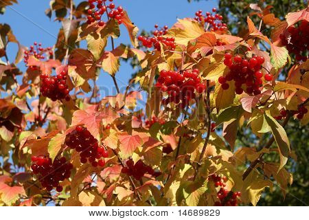 Cranberrybush