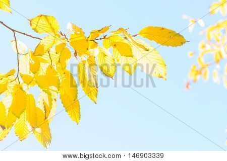Vibrant fall yellow golden tree foliage close up on pale blue sky