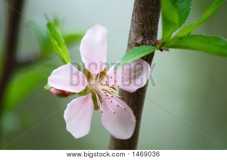 Fersken Blossum