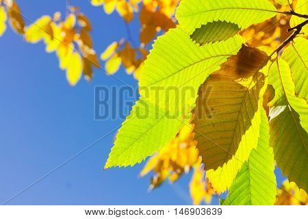 Vibrant fall green, yellow golden tree foliage close up on blue sky background