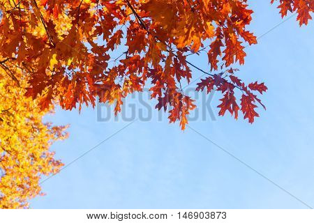 Vibrant fall orange oak tree foliage on blue sky