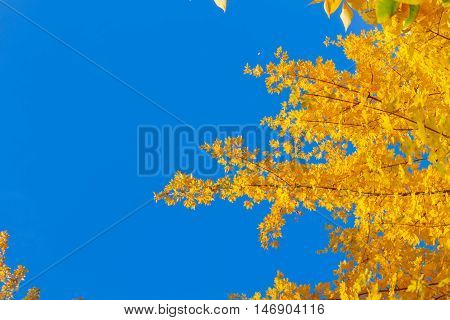 Vibrant fall yellow golden tree foliage on bright blue sky background