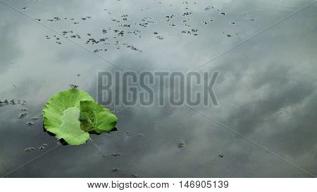 Photo of green leaf has fallen into the river. Picture taken cloudy summer day in August 2016.