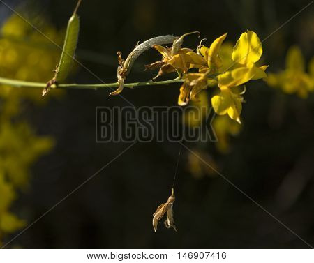 yellow flowers of Genista Sagittalis broom plant