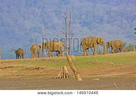 Indian Elephants on the Kabini River in Nagarhole National Park in India