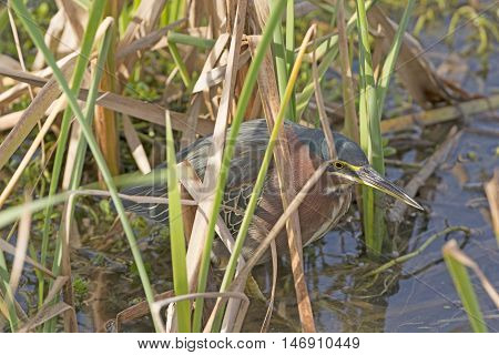 Green Heron on the Hunt in a wetland Pond near Port Aransas Texas