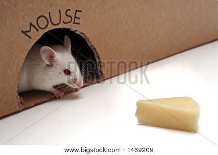 Myš