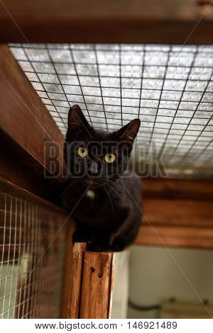 Homeless Cat Needs A Forever Home