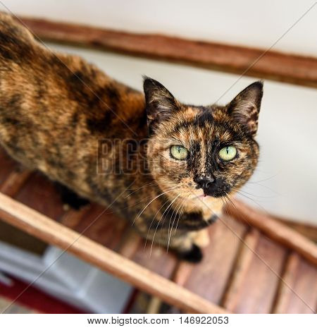Homeless Cat Needs A Forever Home