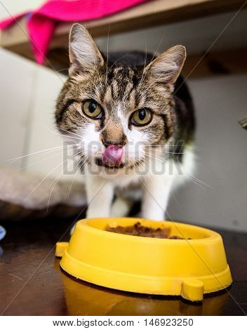 Homeless Cat Needs A Forever Home