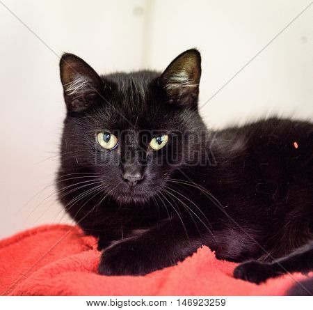 Homeless Cat Needs A Forever Home
