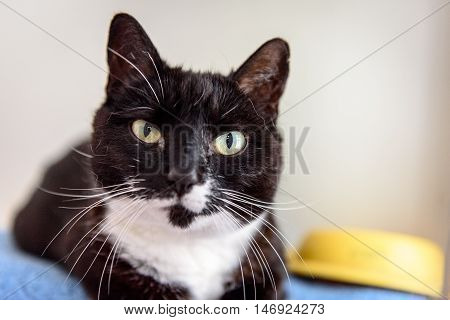 Homeless Cat Needs A Forever Home
