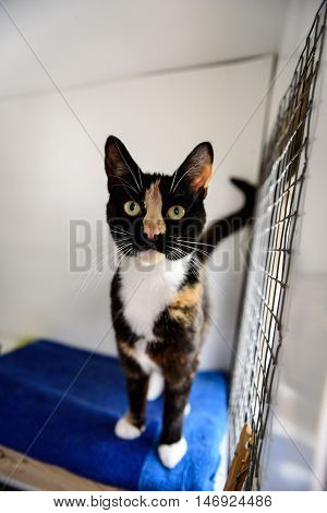 Homeless Cat Needs A Forever Home