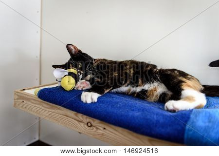 Homeless Cat Needs A Forever Home