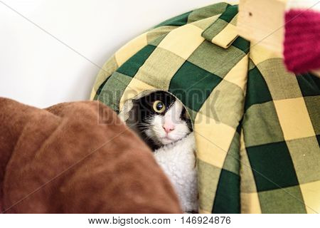 Homeless Cat Needs A Forever Home
