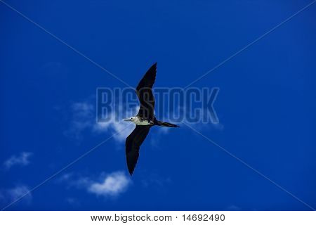 Frigatebird