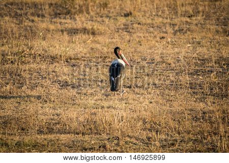 Sadle-billed Stork In The Grass.