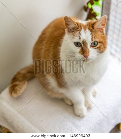 Homeless Cat Needs A Forever Home
