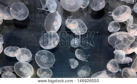 Moon Jellyfish swimming in a fish tank.
