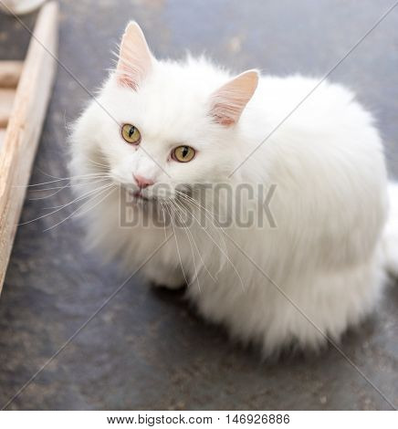 Homeless Cat Needs A Forever Home