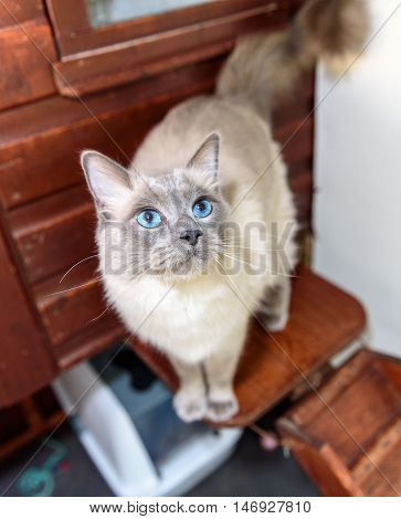 Homeless Cat Needs A Forever Home