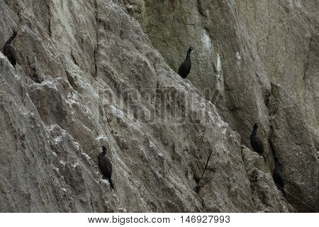 Pelagic cormorant nesting on the rocks in the Pacific Ocean.