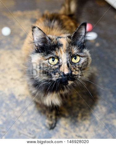 Homeless Cat Needs A Forever Home