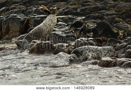 Pusa is a genus of earless seals. Island in the Pacific Ocean near Kamchatka Peninsula.
