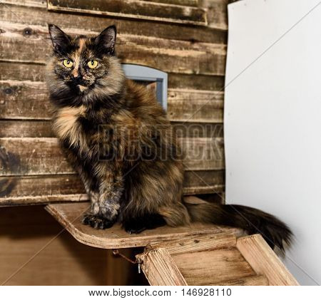 Homeless Cat Needs A Forever Home