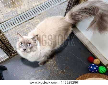 Homeless Cat Needs A Forever Home