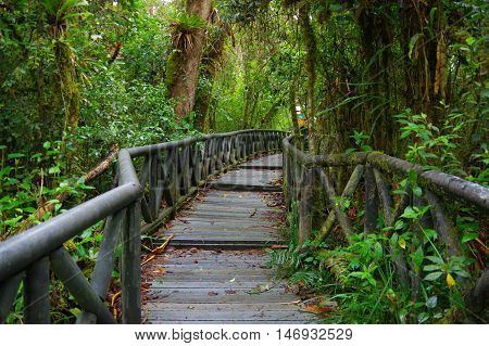PASTO, COLOMBIA - JULY 3, 2016: small wood path in the middle of la cotora island.