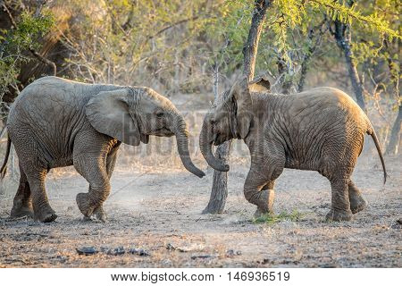 Young African Elephants Playing.