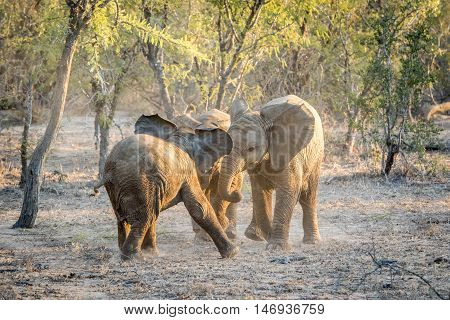 Young African Elephants Playing.