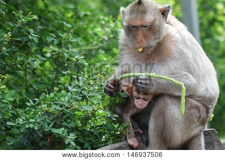 Mother and baby monkey sitting in on a ledge in the forest