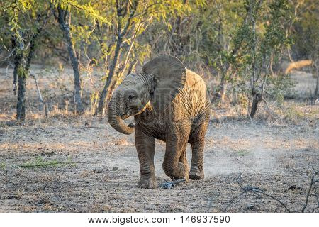 Young African Elephant Playing.