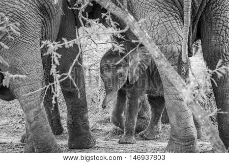 Black And White Picture Of A Baby Elephant In Between The Legs Of His Mother.