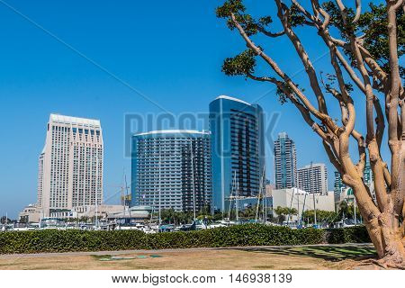 San Diego Embarcadero Skyline with convention center with coral trees.