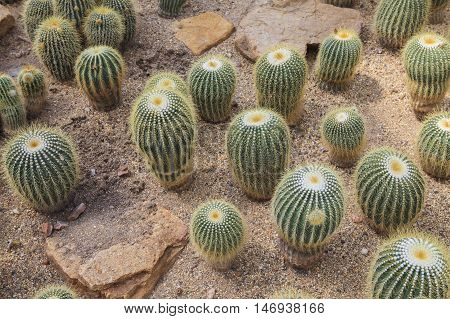 cloose up cactus succalent  on sand dirt
