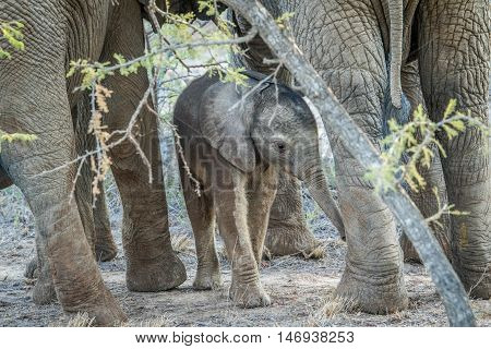Young Elephant In Between The Legs Of His Mother.