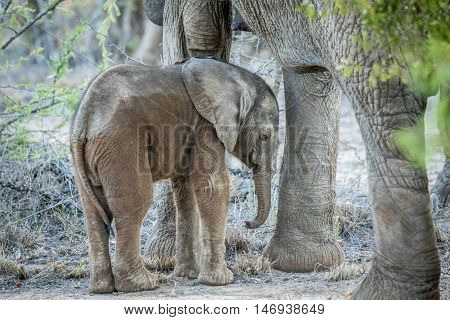 Young Elephant In Between The Legs Of His Mother.