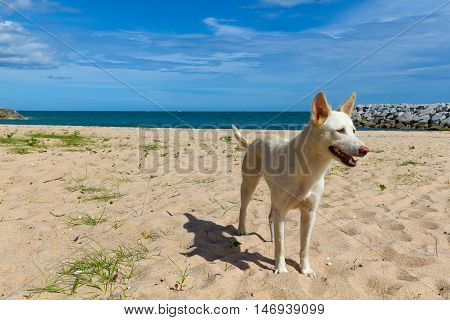 Homeless dog is standing on the beach pattaya thailand Thai gulf .