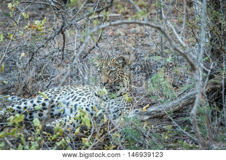 Female Leopard Hiding In The Bush.