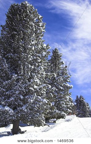雪树