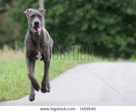 Running Dog