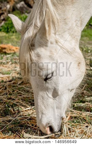 Horse Grazing On Hay