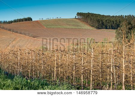 Apple Trees In The Early Spring